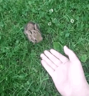 3. Getting accepted by a wild bunny