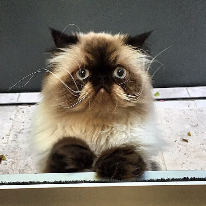 15. Grumpy sad cat 2.0