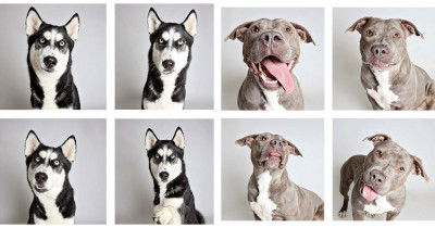 Shelter Sets Up Doggo Photobooth To Help Find Pups Their Forever Home