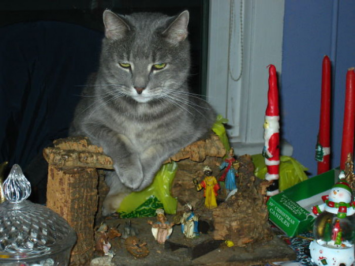 33. "A Purrfect Place To Rest"