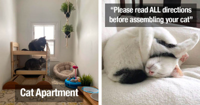 Delightful Cats And Adorable Cat Moments Bring Us Joy