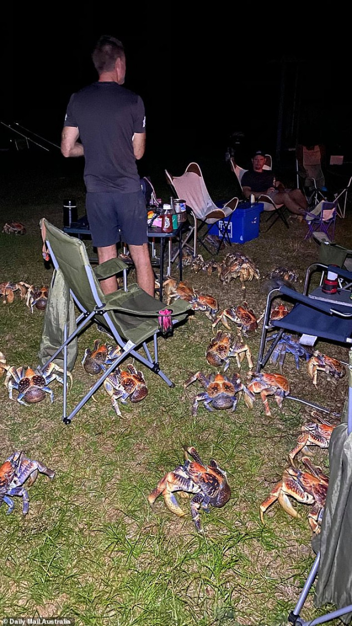 Crabs eagerly await food.