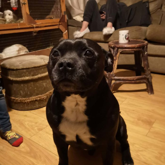 "The Pattern on My Dog's Chest Looks Like a Cat Mid-Sneeze"