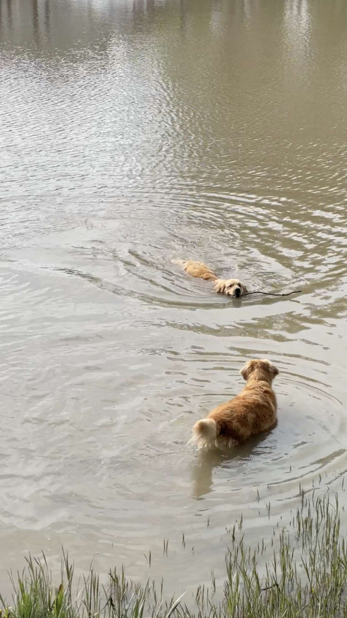 Yuma fetching stick for Charlee