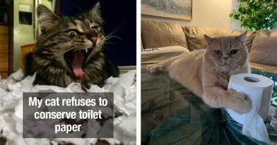 Naughty Cats Who Decided During A Toilet Paper Shortage Was A Good Time To Destroy Toilet Paper