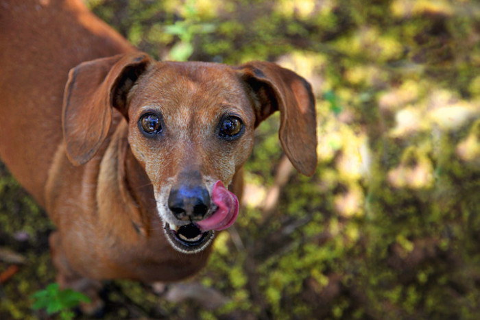 10. Even though dogs over the age of 7 make incredible pets, they are the highest-risk population in animal shelters.