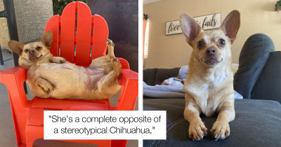 Laziest Dog In The World Is Always Napping On The Job