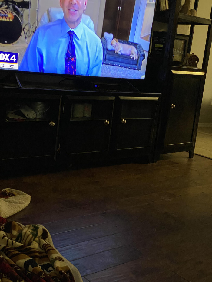 12. "The weather man dog had a small dog couch"