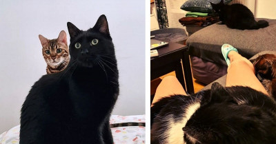 23 Photos That Prove How Cats Easily Get Jealous When They Are Not Under The Spotlight