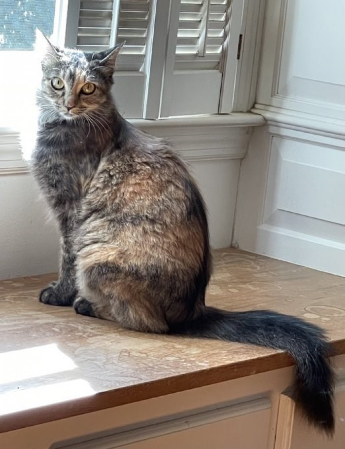 This is Cleo after having her kittens and settling in with her forever family.