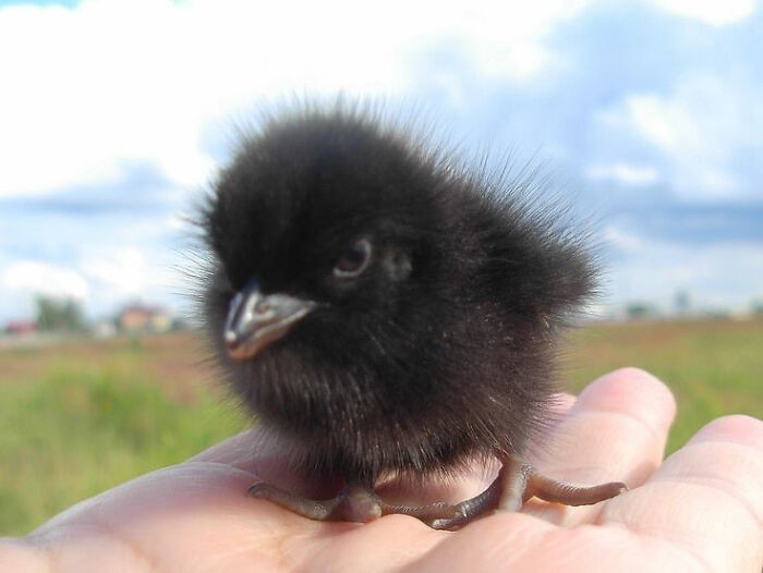 18. I Forget That Crows Were Once Cute Baby Chicks