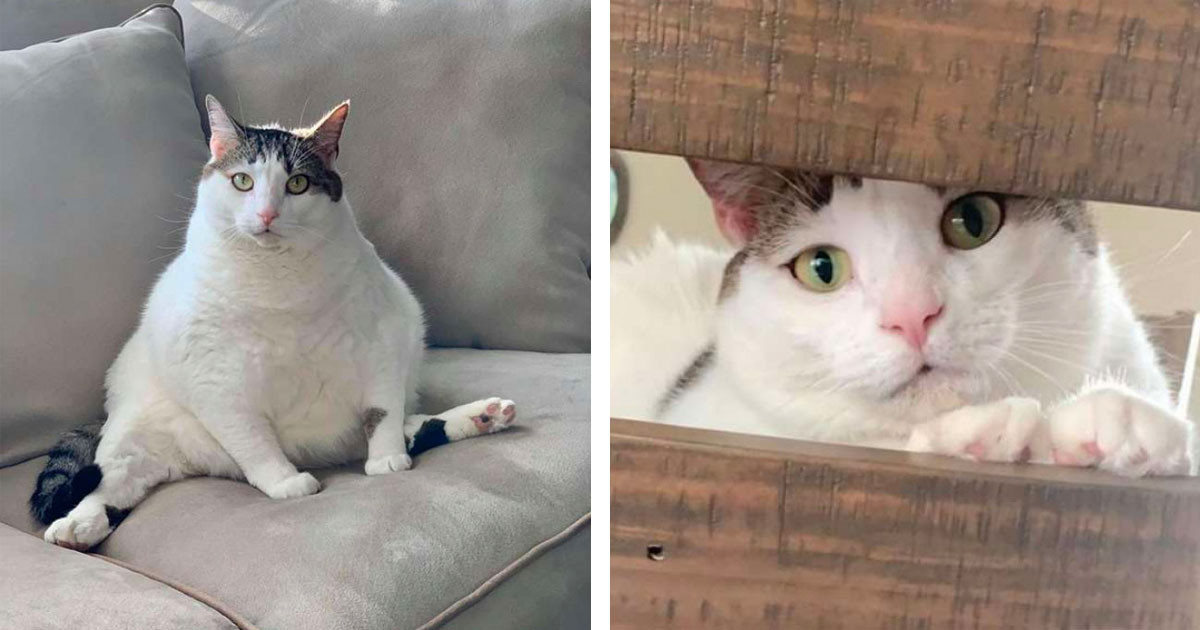 Owner Is Mortified After Noticing Her Chonky Kitty's New 'Sanitary' Haircut