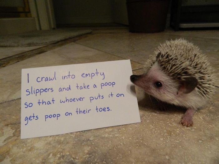 15. Hedgehog Shaming