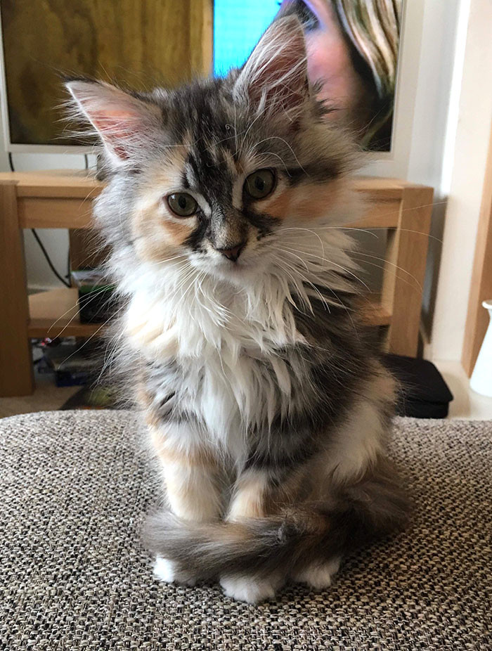 These Super Fluffy Maine Coon Kittens Are So Small It S Hard To Believ Cats On Catnip