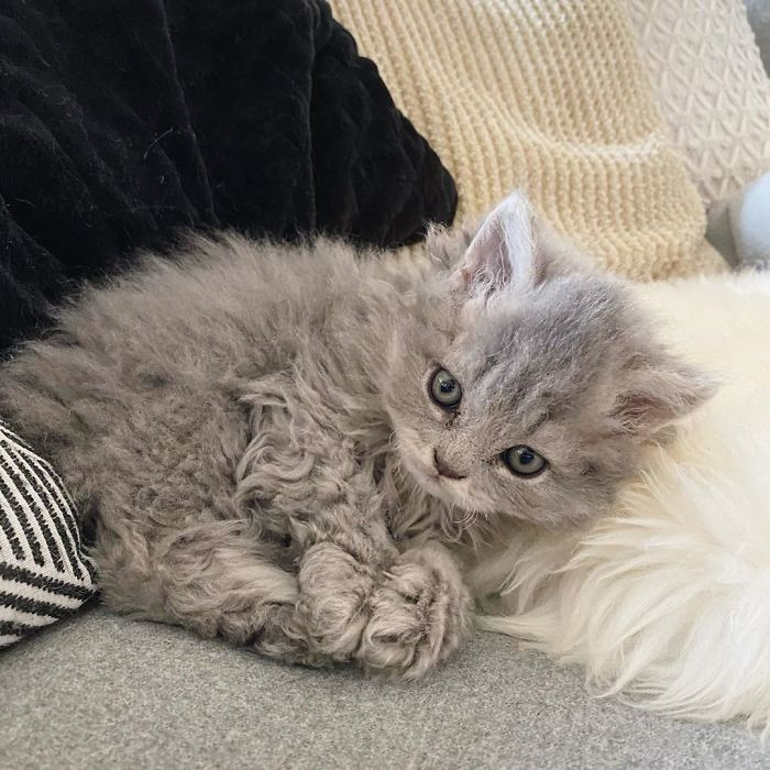 Little Kittens Have Adorable Curly Fur Like Nothing You’ve Seen Before – Icestech