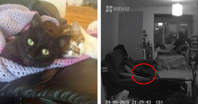 Deceased Cat Believed To Have Visited Woman's Room Precisely One Year After She Died