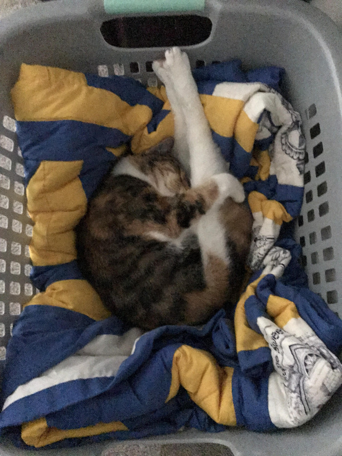 9. Chores? No thanks.