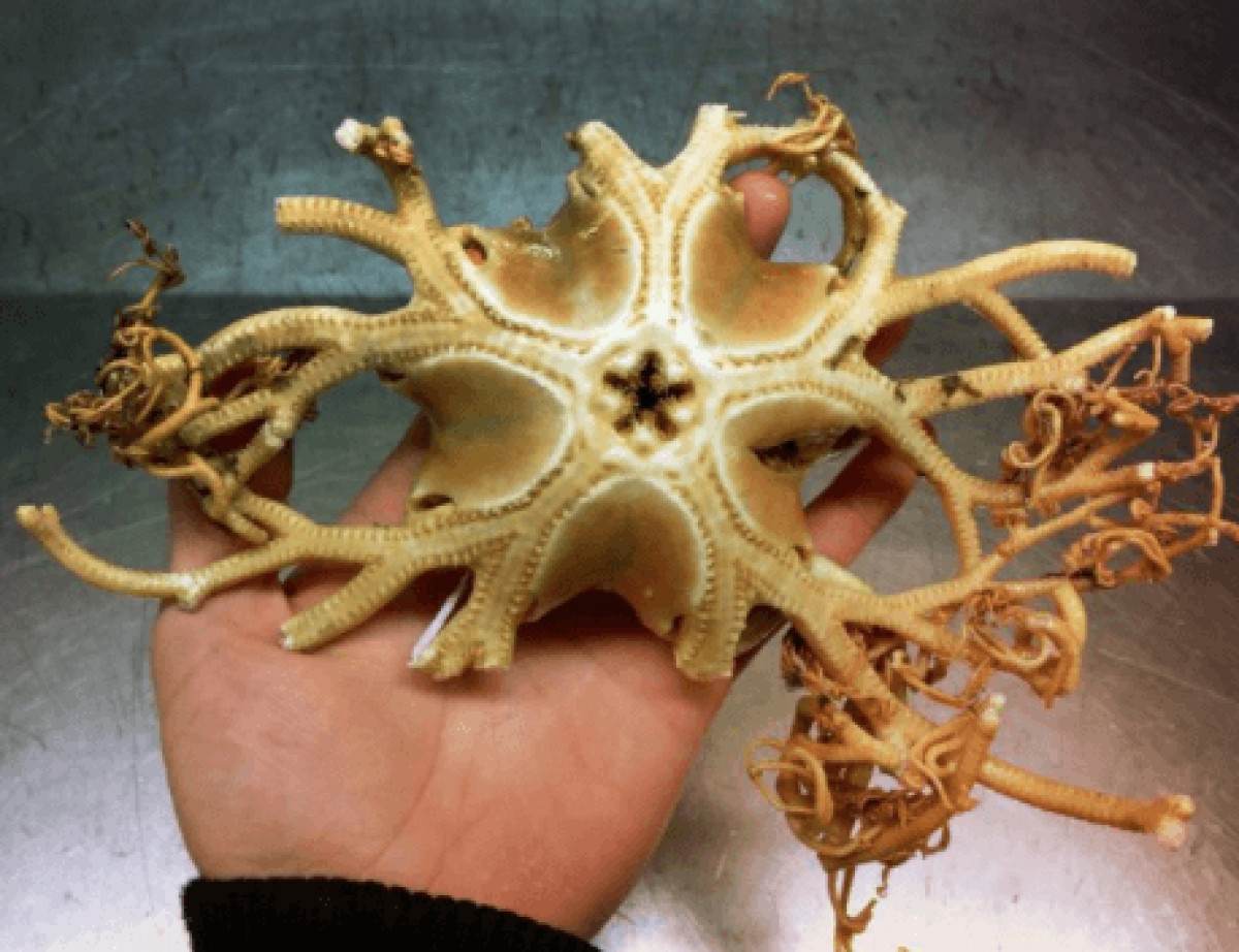 Russian Fisherman Photographs The Most Unusual Ocean