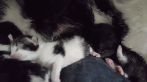 23. And so a happy family has been born!