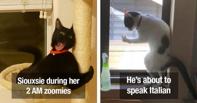 Weird Cats Who Suddenly Started Malfunctioning
