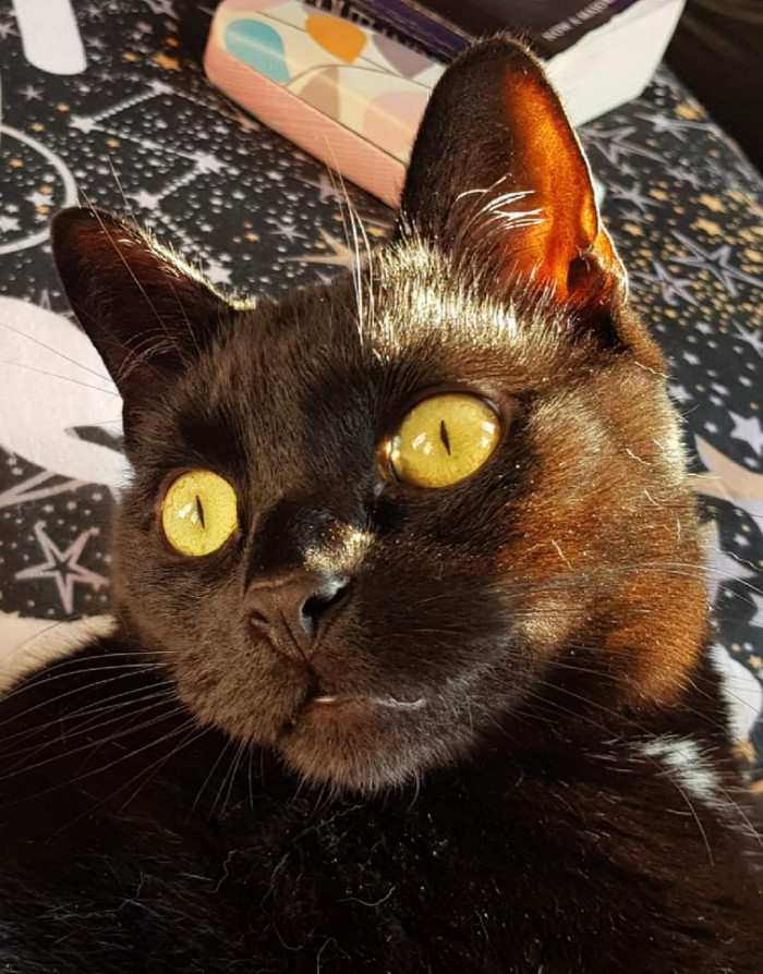 "This is my cat Jet's eyes 😍"