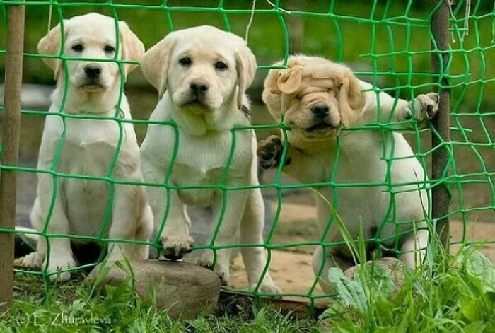 10. Three types of curiosity! Cute, cuter, and definitely stuck.