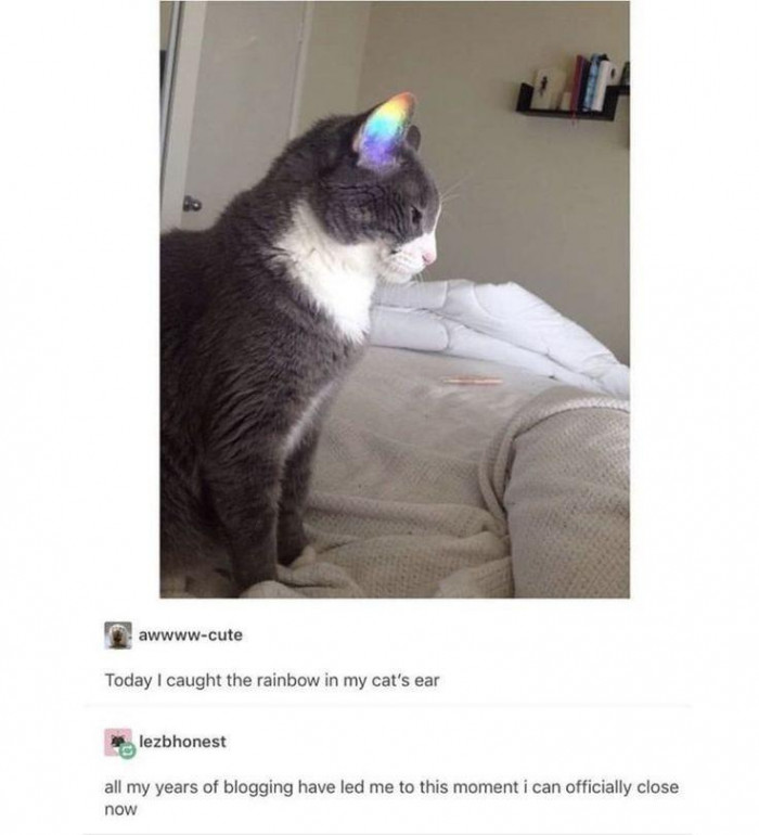 24. This cat knows how to catch the rainbow.