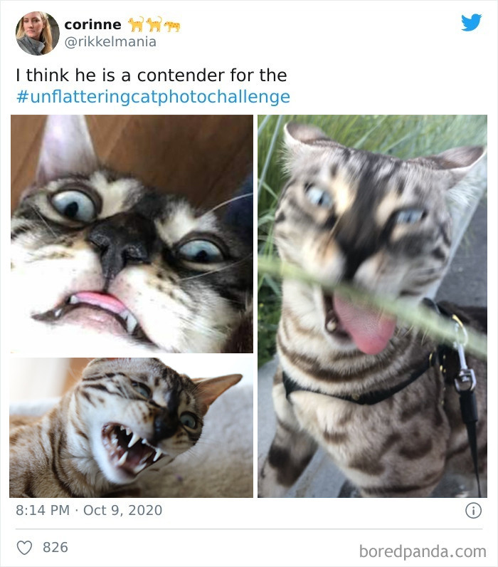 Cats Caught In Unflattering Photos Is Trending As A Viral Challenge On ...