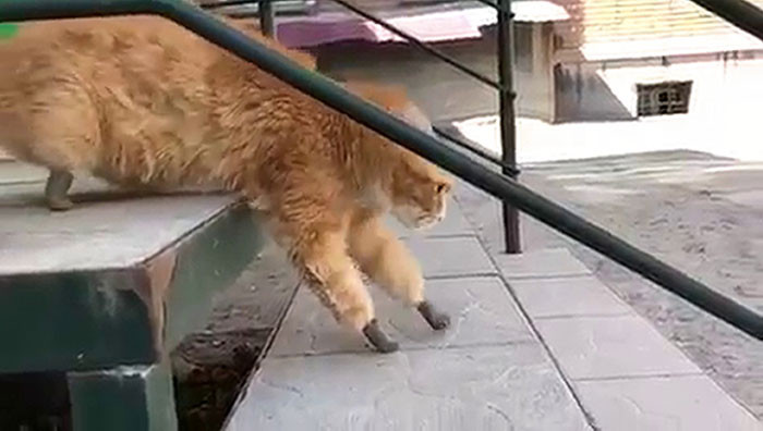 The artificial paws are one of a kind, and considering the cat has not attempted to gnaw them off even once, it is reasonable to believe he is content with this improvement!