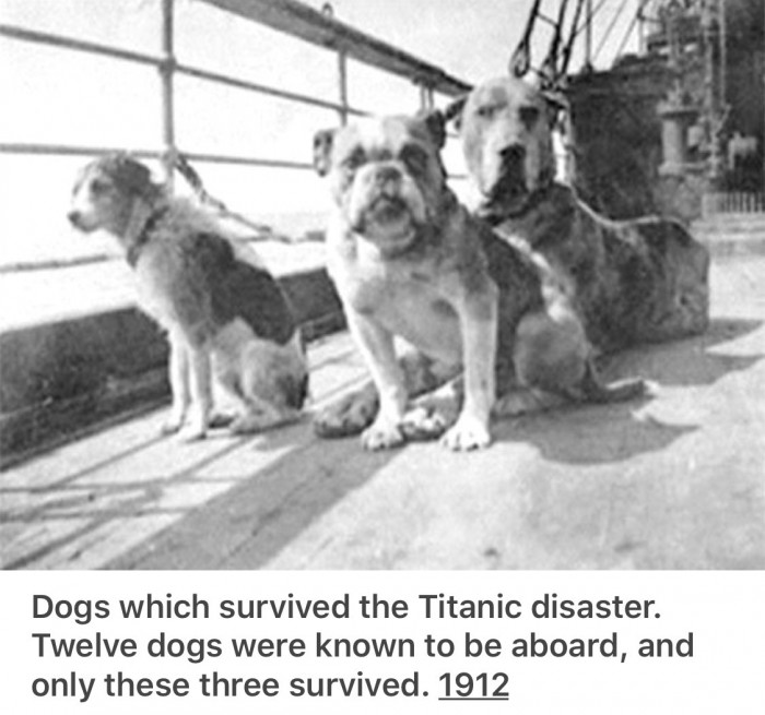 Titanic Dogs