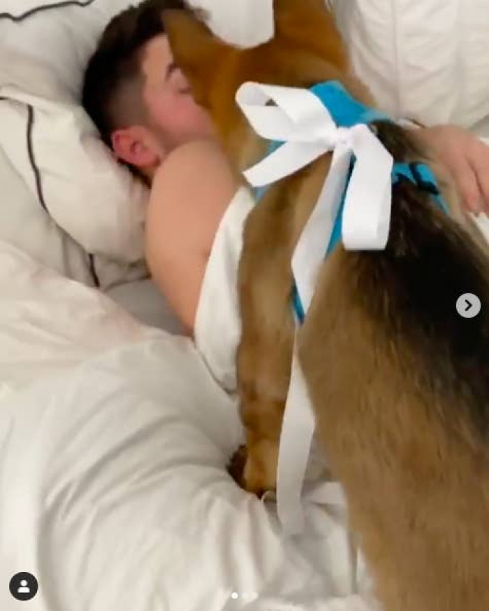 A curious pup with a big white bow nuzzles in...