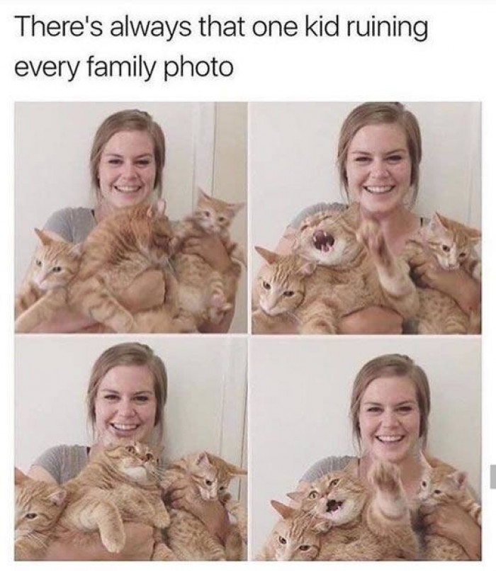It's impossible getting a good group shot of humans; let alone kittens