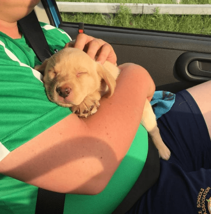 Just cozied up in his human's arms