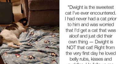 Woman Adopted Her Cat's Best Friend After They Spent 7 Months Apart From Each Other
