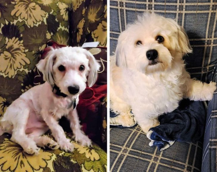 5. “I rescued Peanut 6 months ago from an abusive home.”