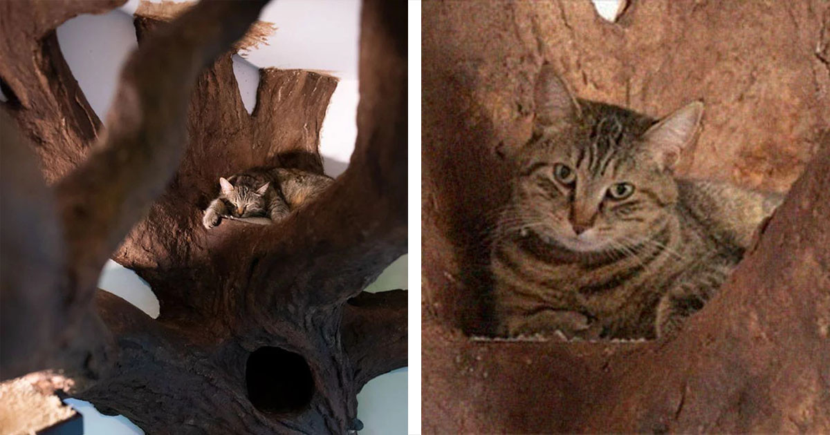 Cat Lover Creates a Fake Tree For Cats And It Looks Incredible and