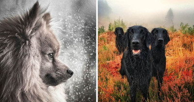 National Geographic Just Announced The Best Dog Photos Of The Year And It's Going To Make You Swoon With Love