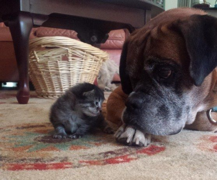 4. A doggo protecting his little kitten