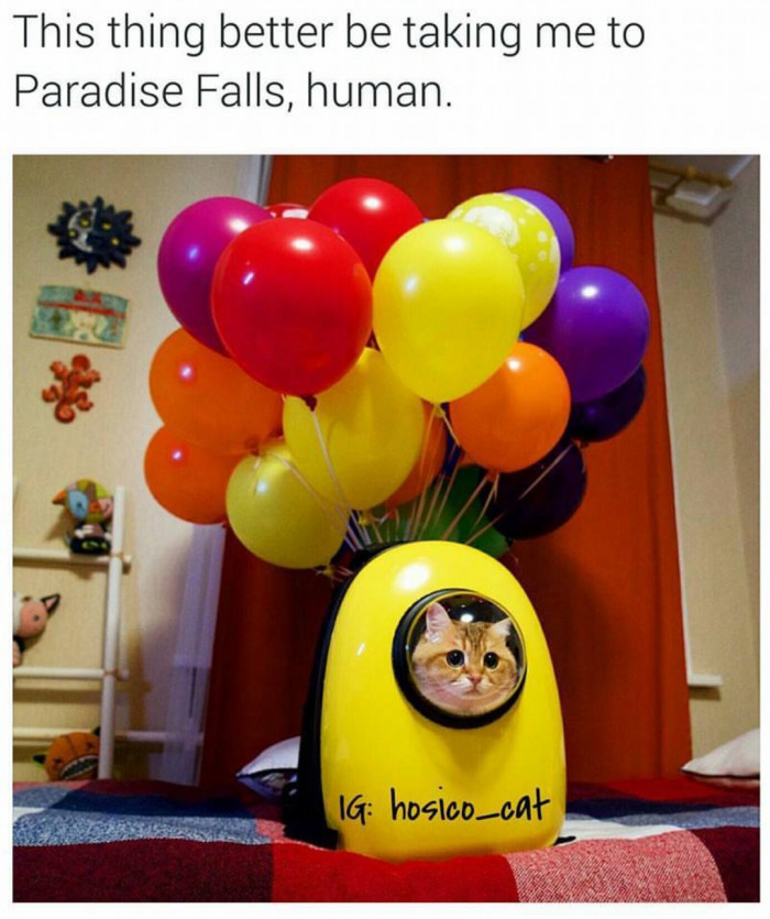 Not to Be Dramatic, but Hosico Is the Best.