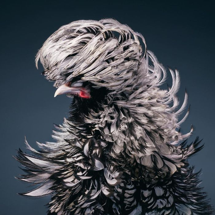 24. This Silʋer-Laced Rooster