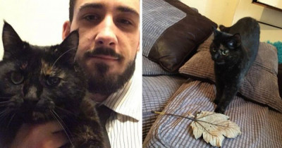 This Kitty Hunts Down Big Leaves Every Morning to Give to Her Owner as a Gift