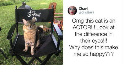 Stephen King’s Pet Sematary Remake Trained Cats from Shelters to be Cat Actors