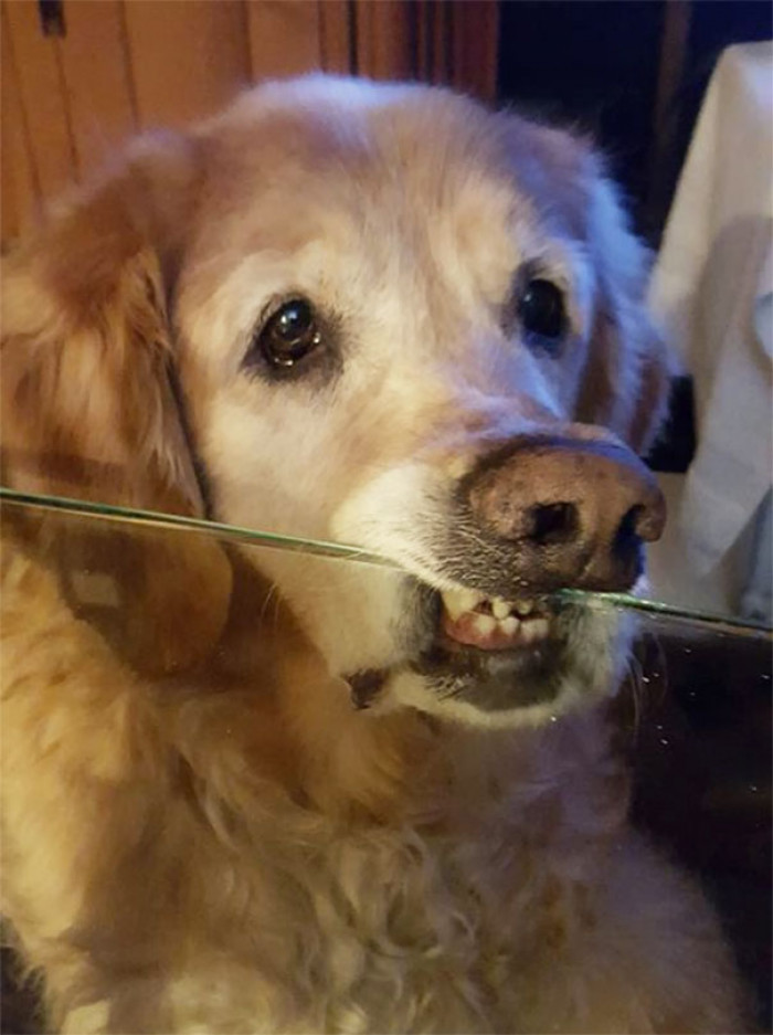 3. "The dog is not allowed to put his chin on the table. He is bending the rules."