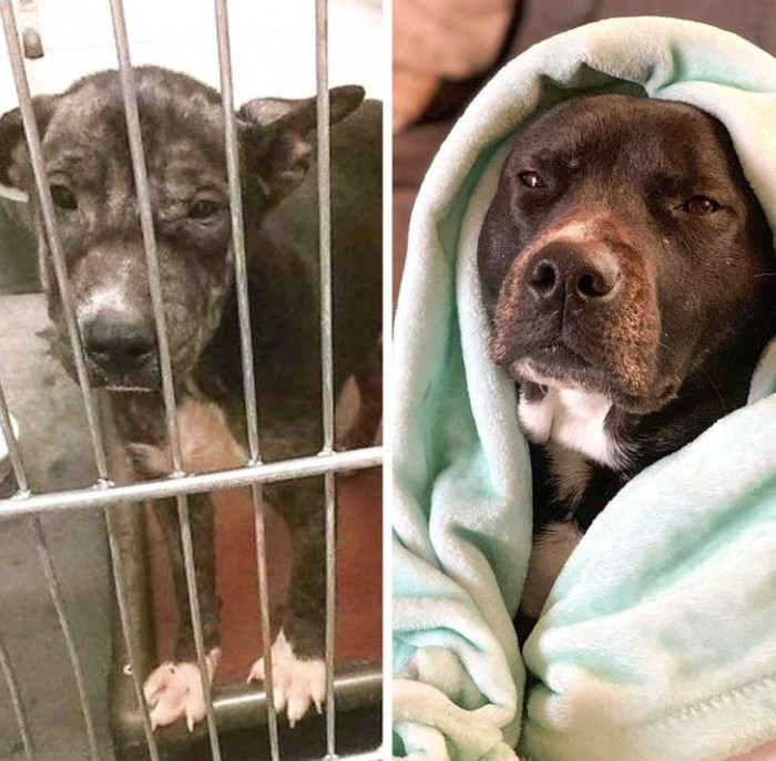 10. “I adopted this lovebug the day after Christmas in 2016. Best decision I’ve ever made! It’s safe to say she’s happy with the decision too.”