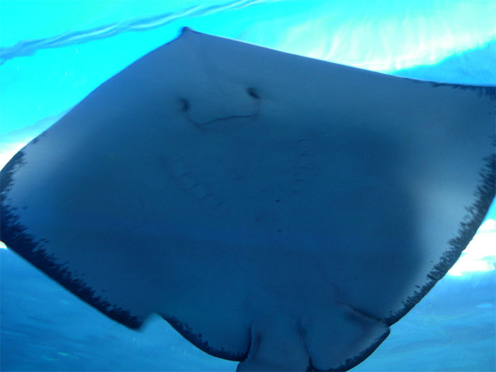 15. Catching a stingray