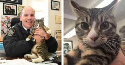 NYPD Officers Fall In Love With Abandoned Kitten And Make Him Part Of Their Team