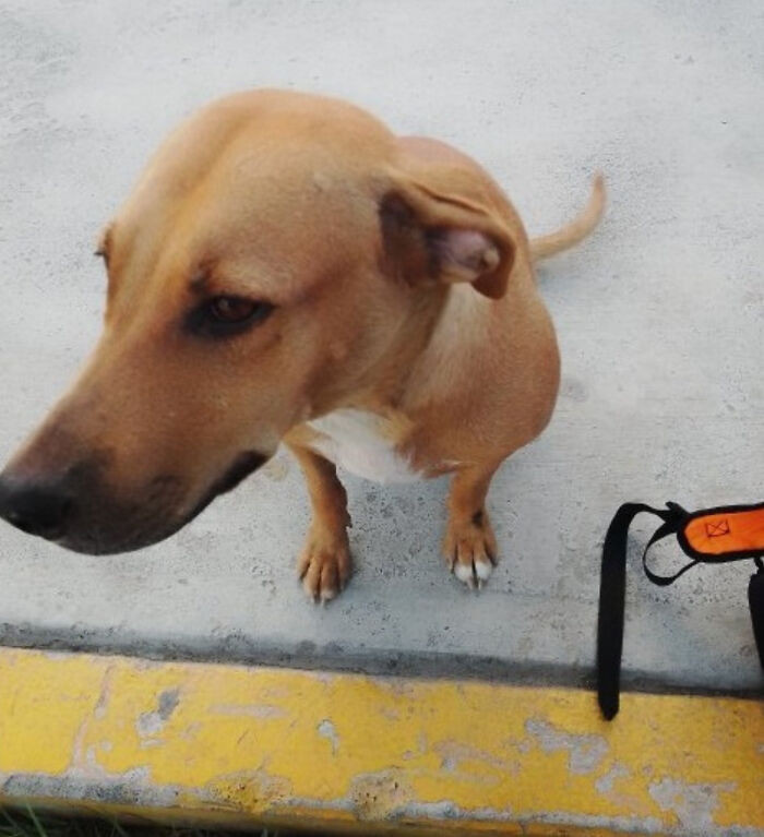 And now the dog loves Jorge!