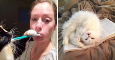 30+ Cats With Zero Concept Of Personal Space