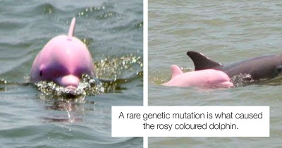 Rare Pink Dolphin Has Given Birth To An Adorable Pink Dolphin Calf