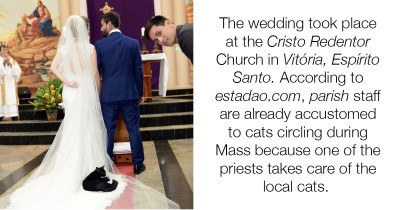 This Cat Crashed Their Wedding To Cozy Up On A Nap And We're Not Even Mad